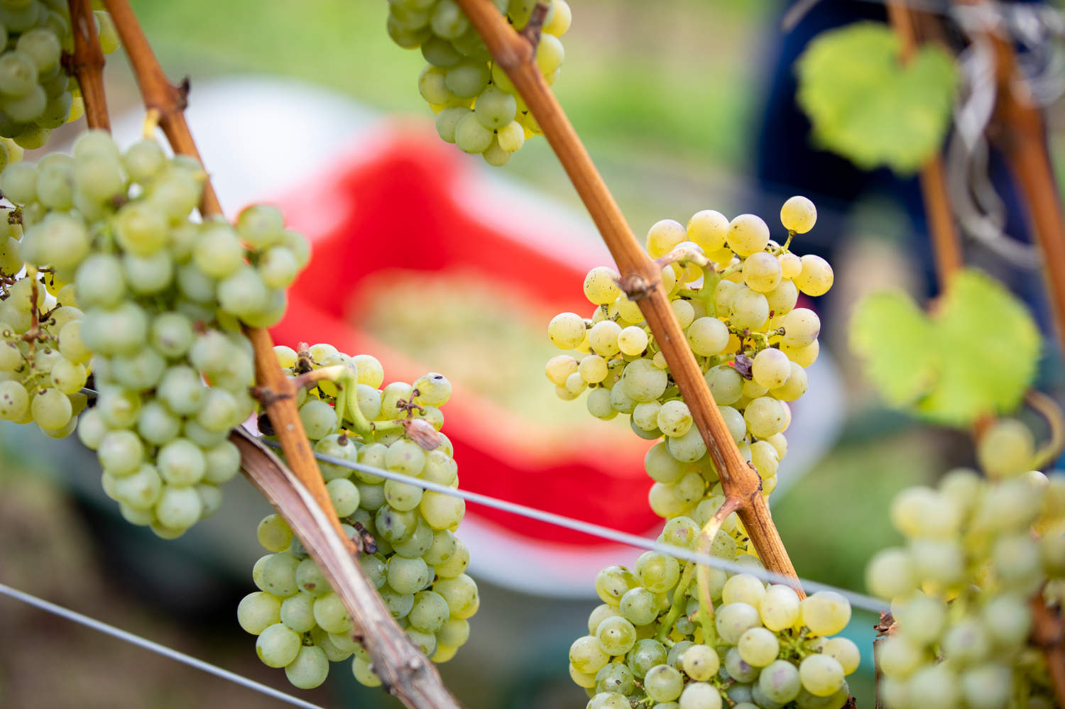 Weinreben